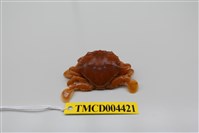 藏品(頑強黎明蟹)的圖片